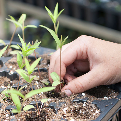 installation of a native garden
