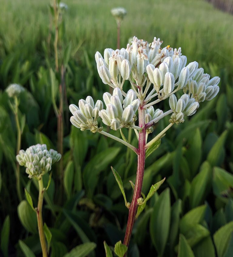 Arnoglossum plantagineum closeup