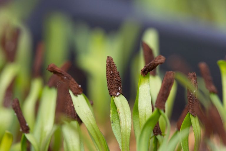 Amsonia illustris seedling with seed attached