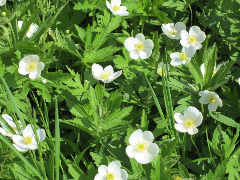 Anemone canadensis in field