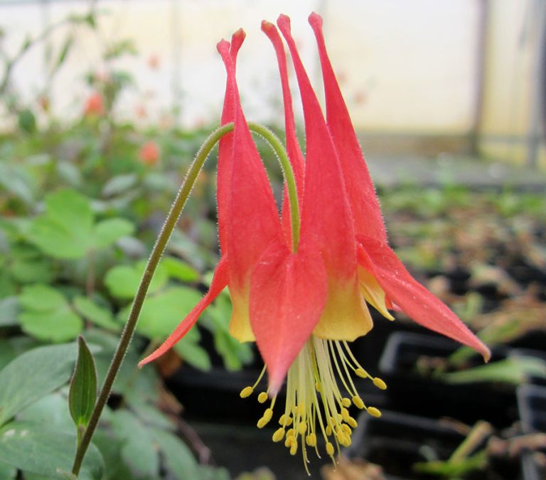 Aquilegia canadensis in tray