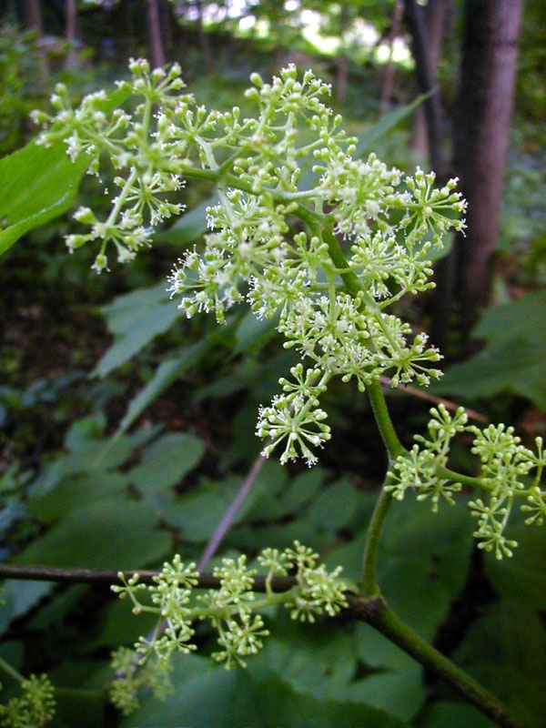 Aralia racemosa flowers