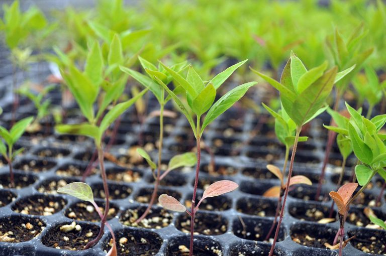 Asclepias exaltata in tray