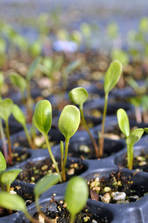 Asclepias hirtella in tray