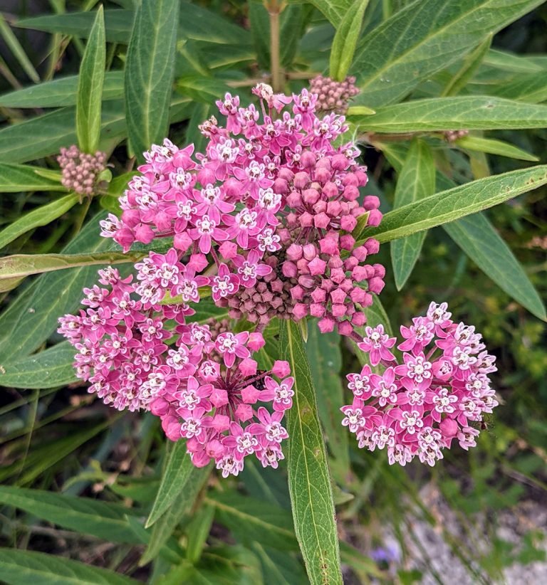 Asclepias incarnata closeup
