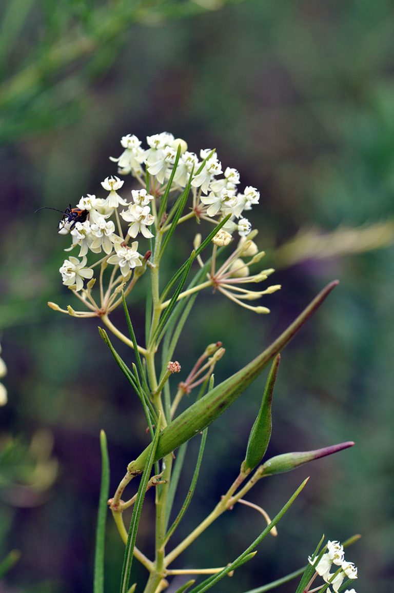 Asclepias verticillata closeup