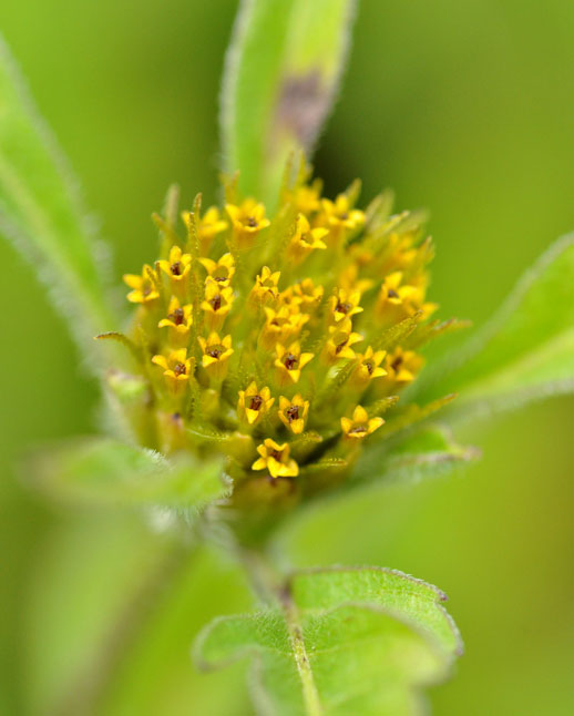 Bidens cernua closeup