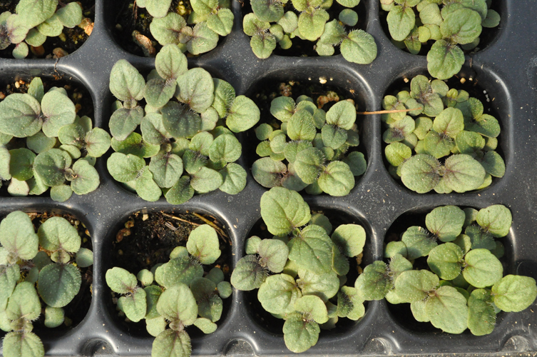 Blephilia hirsuta seedling