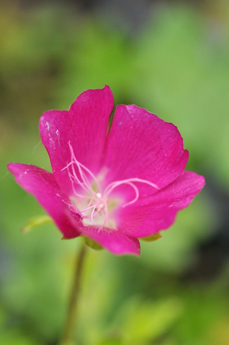 Callirhoe involucrata closeup