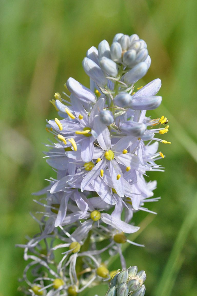 Camassia scilloides detailed bloom