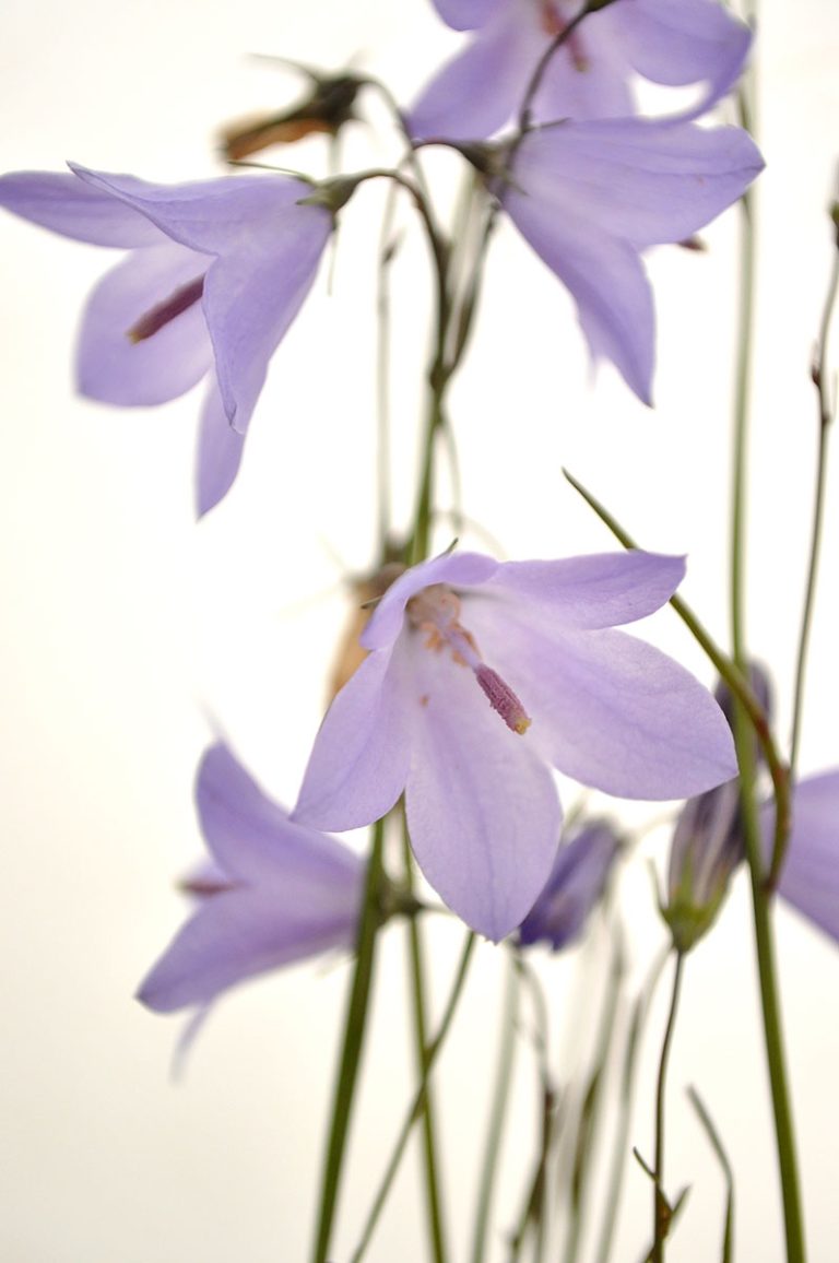 Campanula rotundifolia closeup