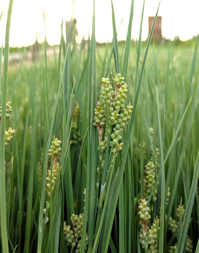 Carex aurea in a prairie