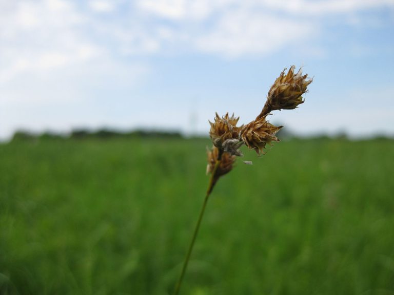 Carex Bicknellii