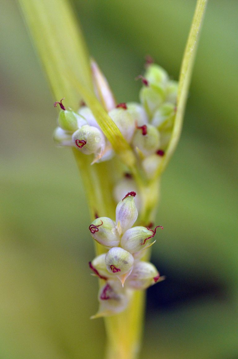 Carex blanda closeup
