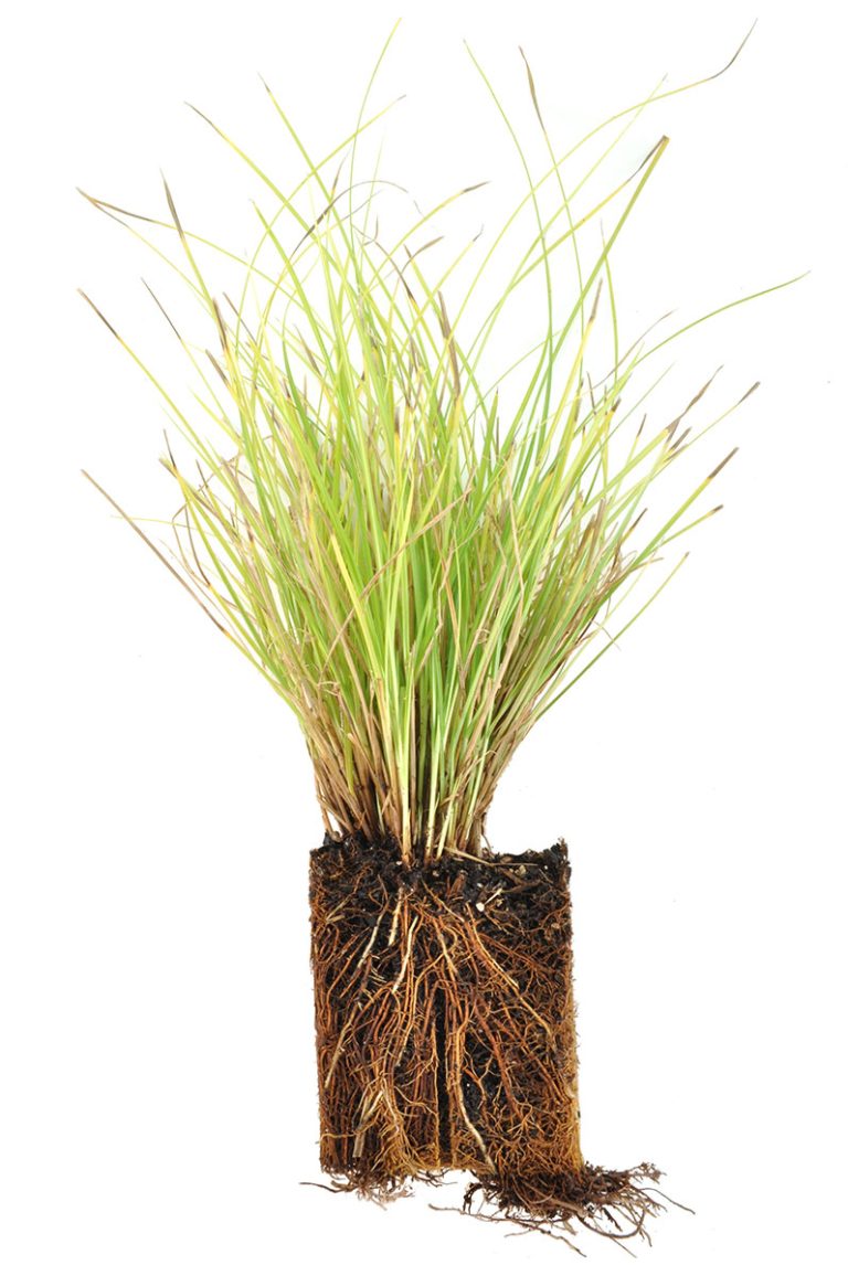 Carex bromoides plug