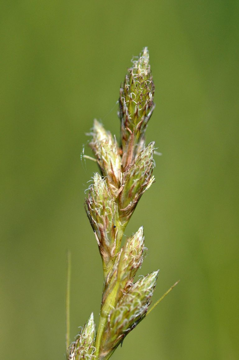 Carex davisii closeup