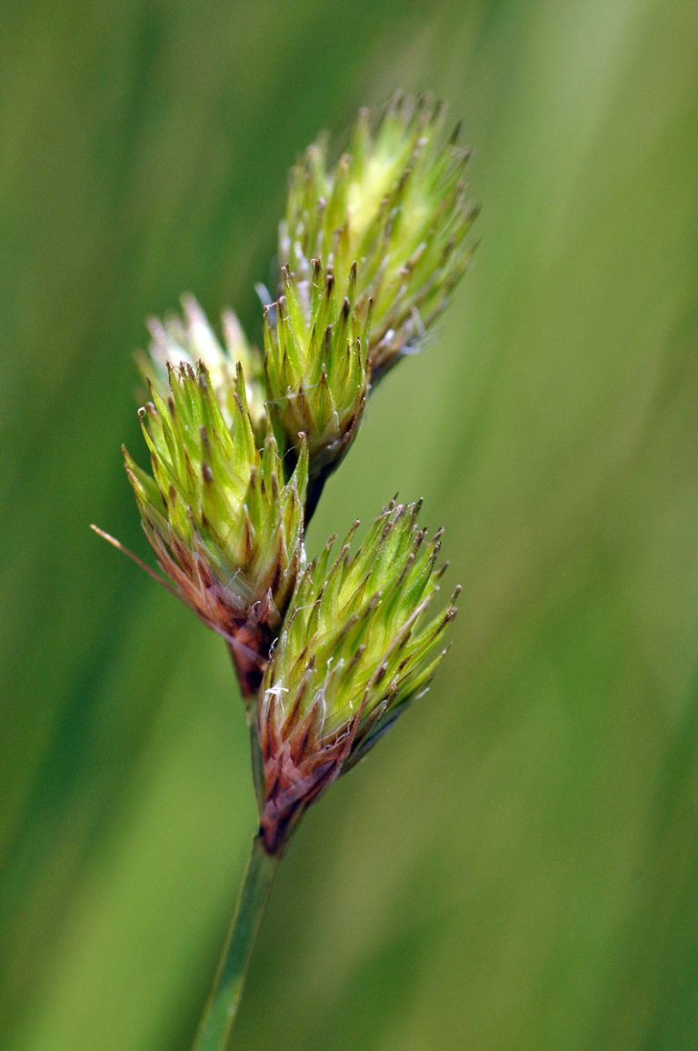 Carex scoparia closeup