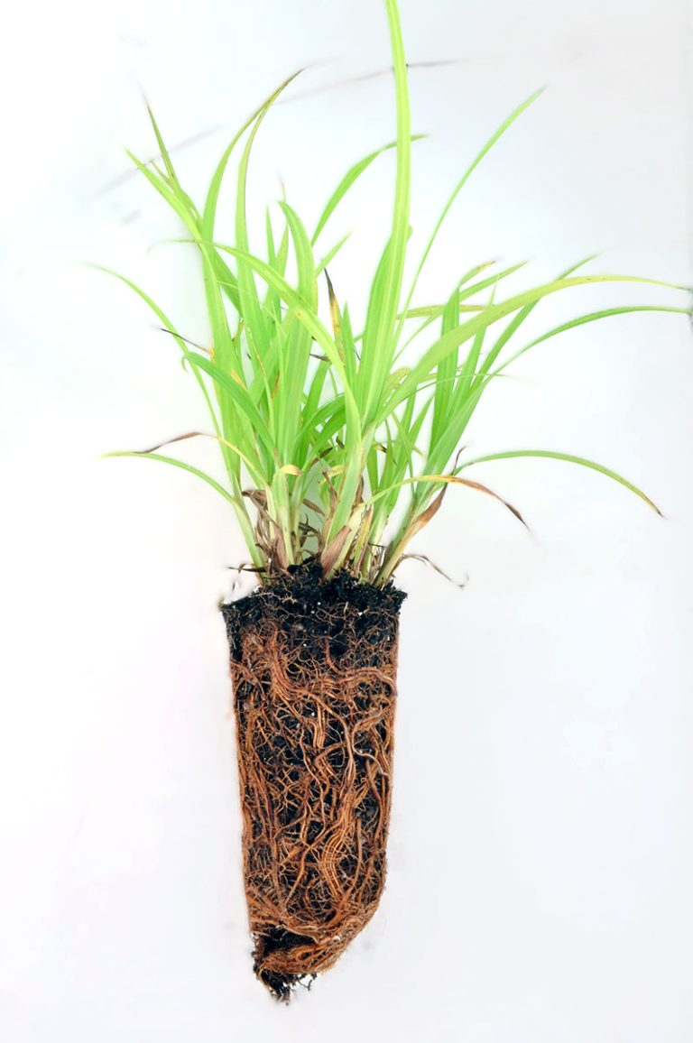 Carex shortiana plug