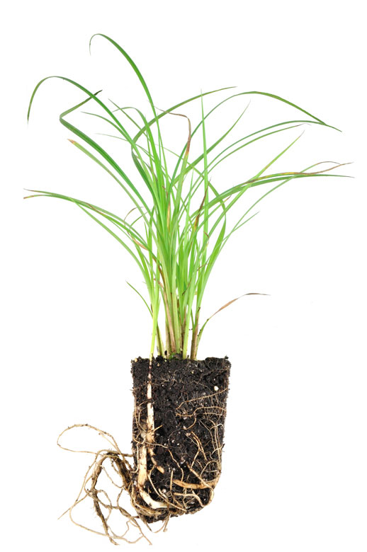Carex trichocarpa plug