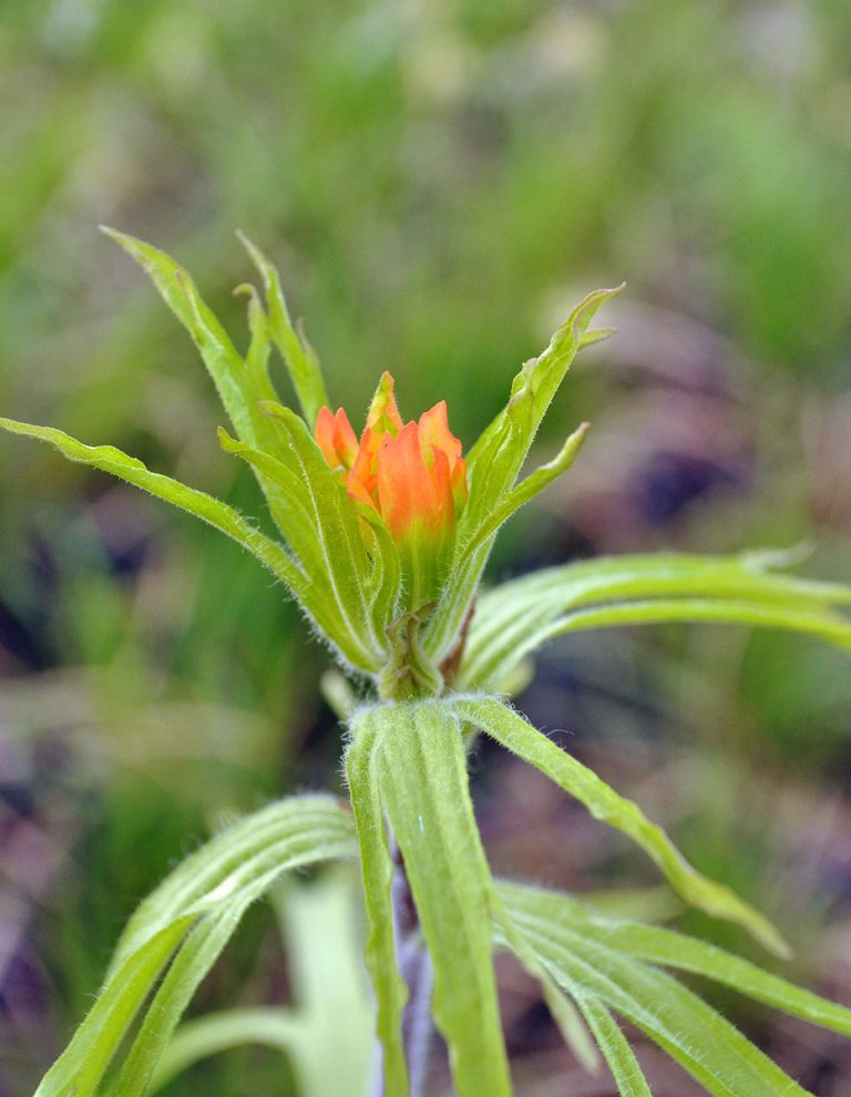 Castilleja coccinea closeup