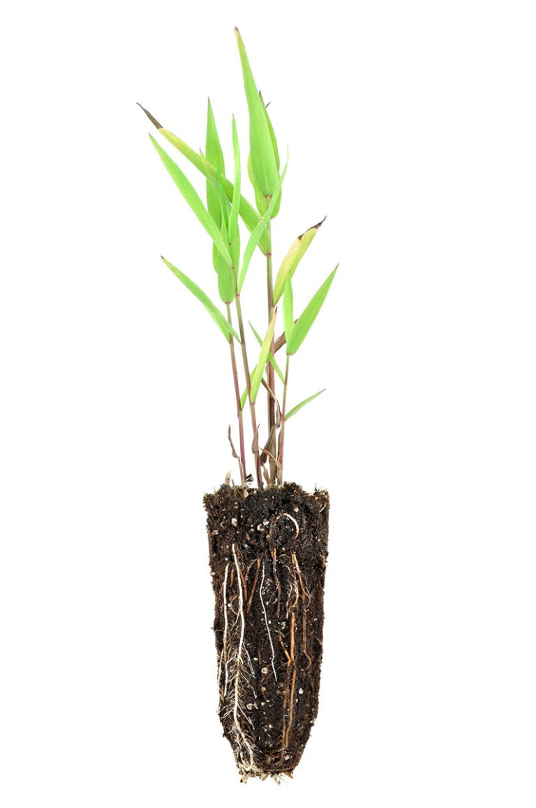 Chasmanthium latifolium plug