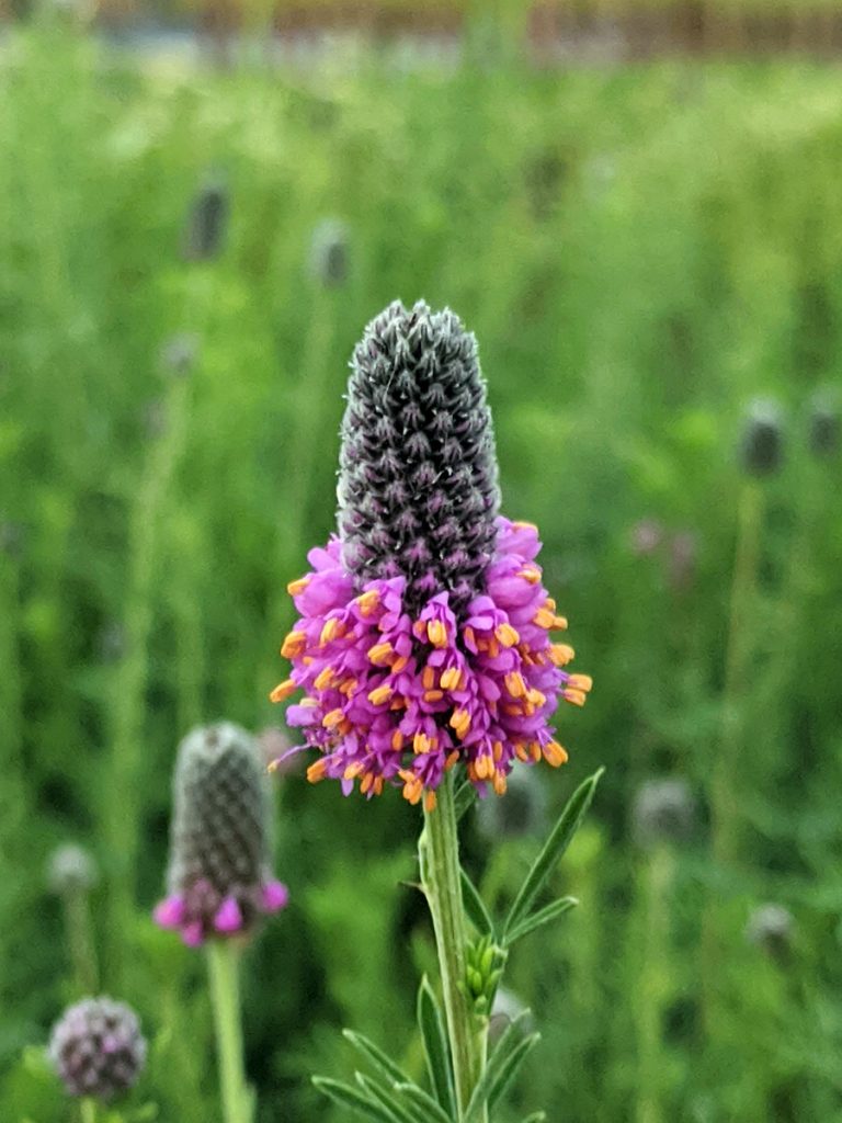 Dalea purpurea flower