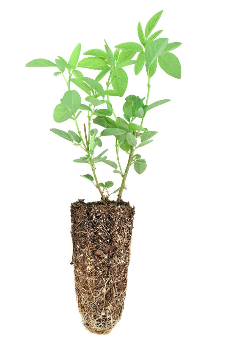 Desmodium canadense plug