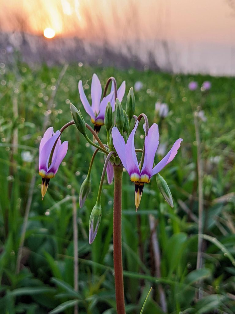 Dodecatheon meadia closeup