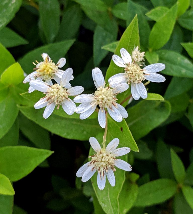 Doellingeria umbellata flower