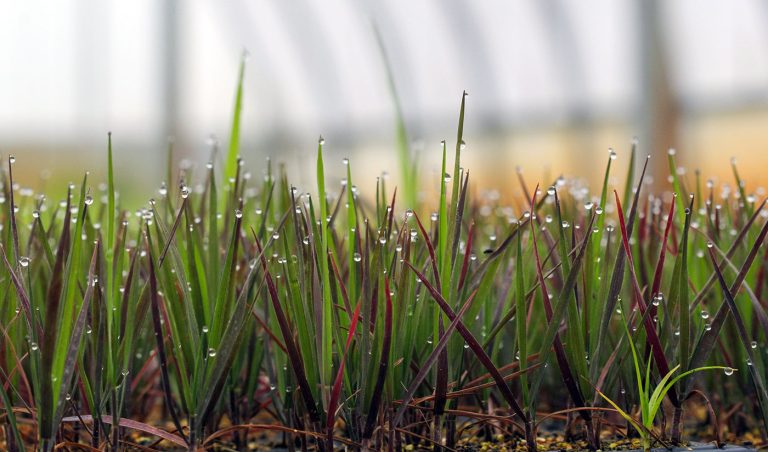 Elymus patula seedlings