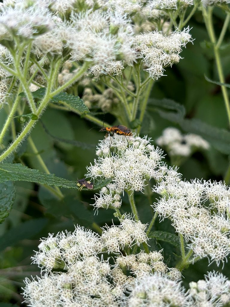 Eupatorium perfoliatum with insects