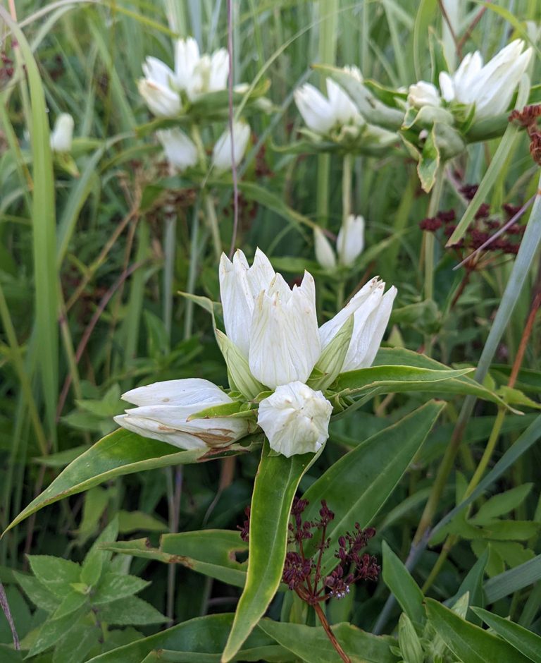 Gentiana flavida in a prairie