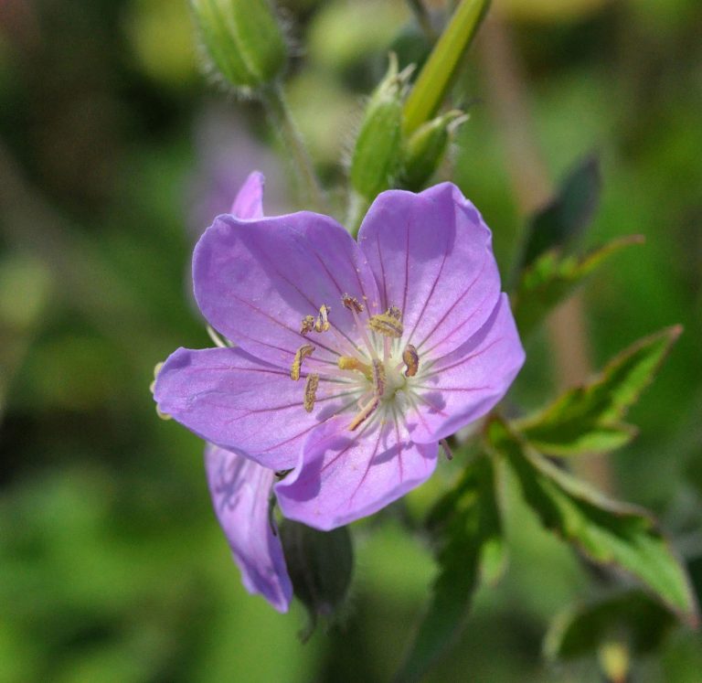 Geranium maculatum detail