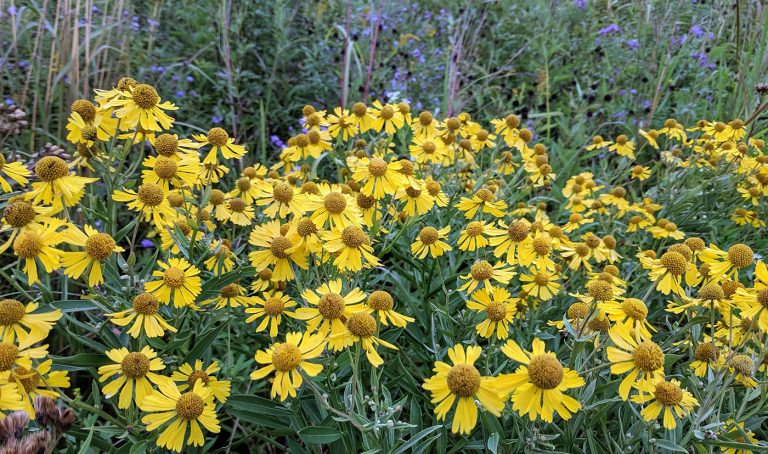 Helenium autumnale in a prairie