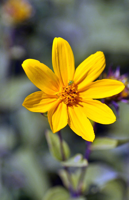 Helianthus divaricatus flower