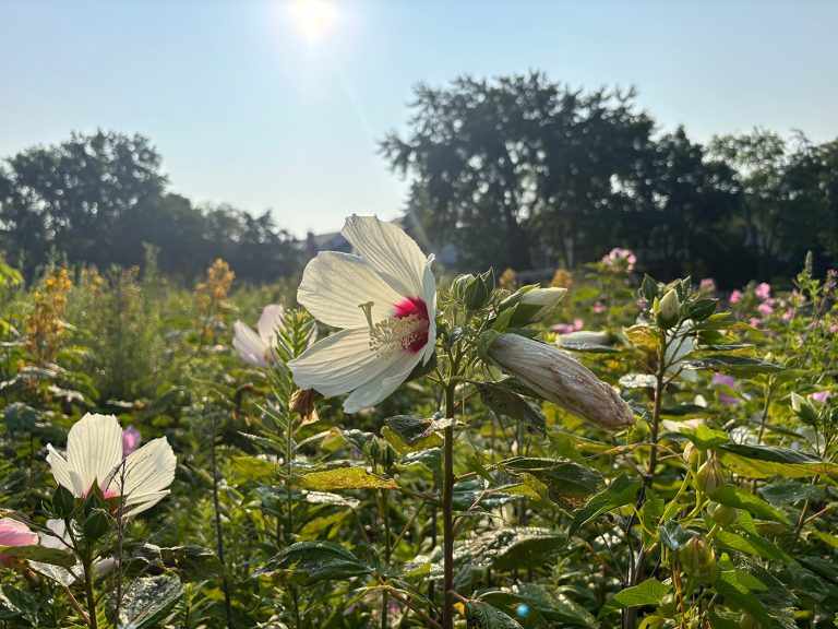 Hibiscus laevis flower