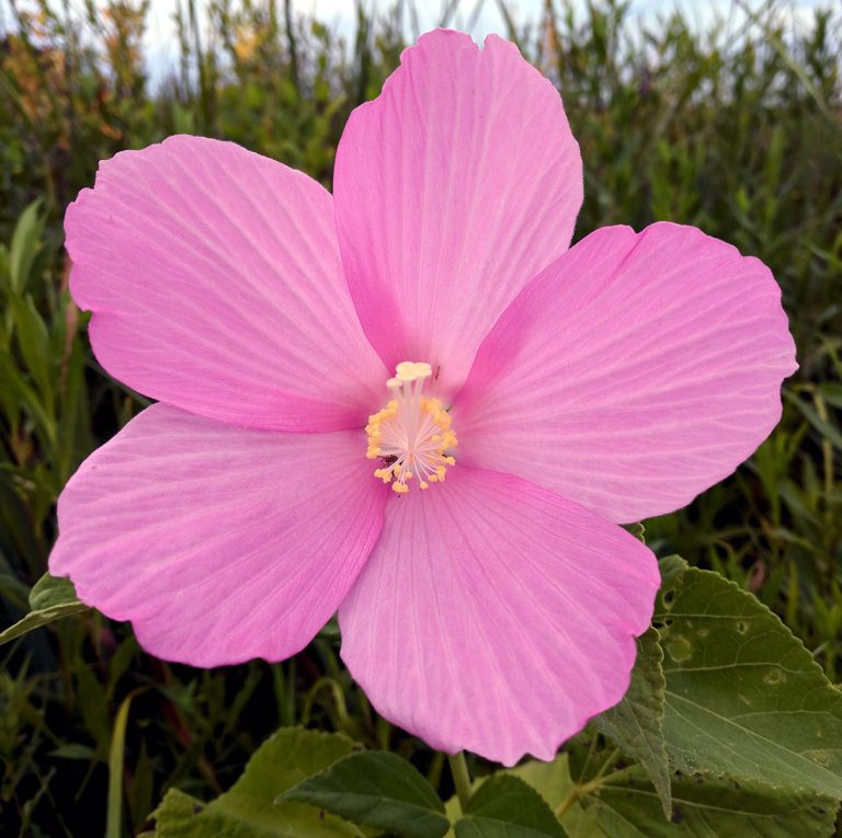 Hibiscus moscheutos flower