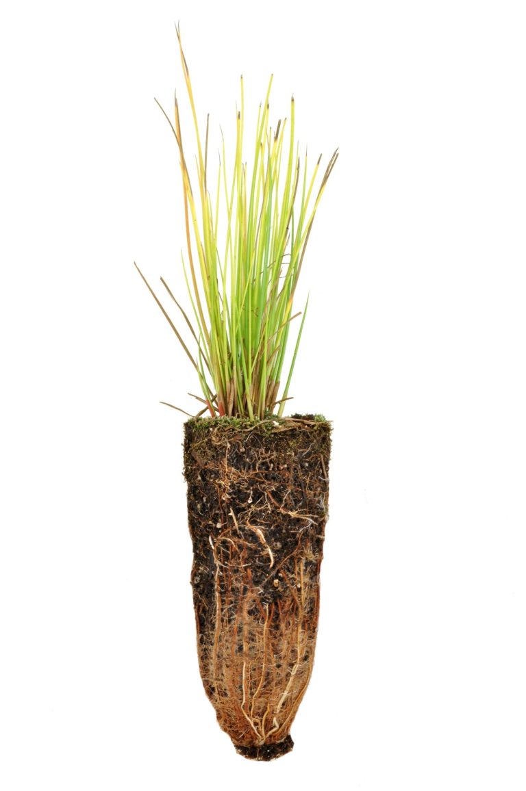 Juncus effusus plug