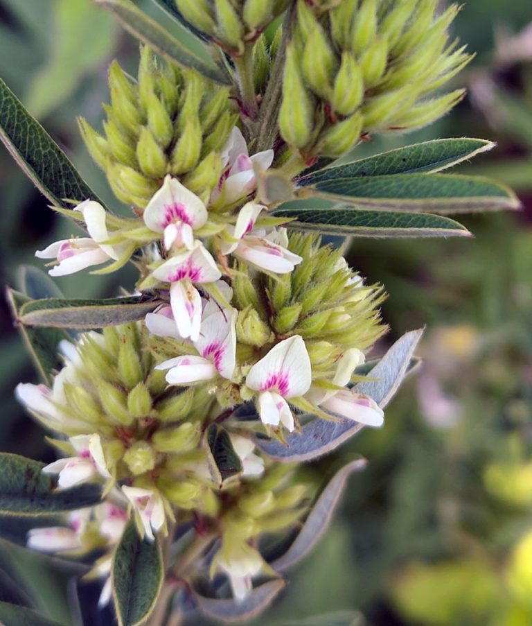 Lespedeza capitata flower