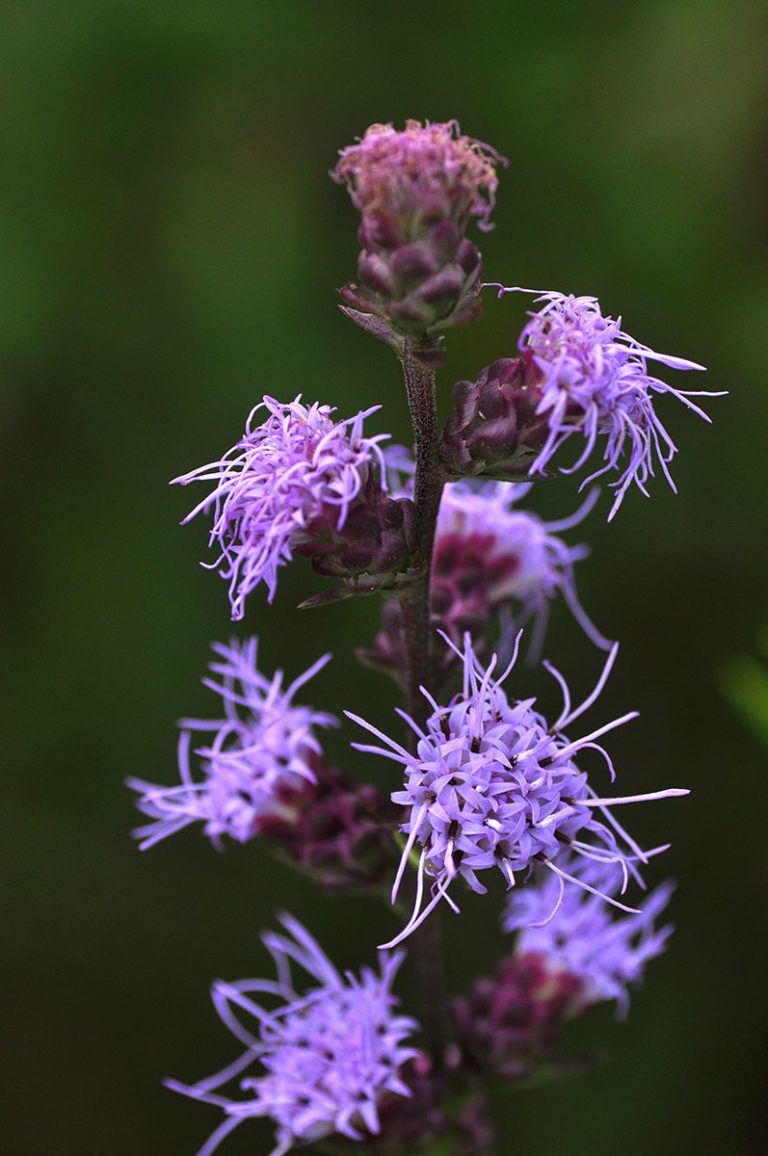 Liatris aspera bloom