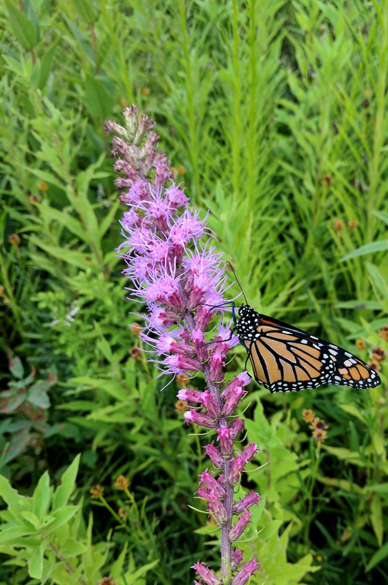 Liatris spicata with a monarch