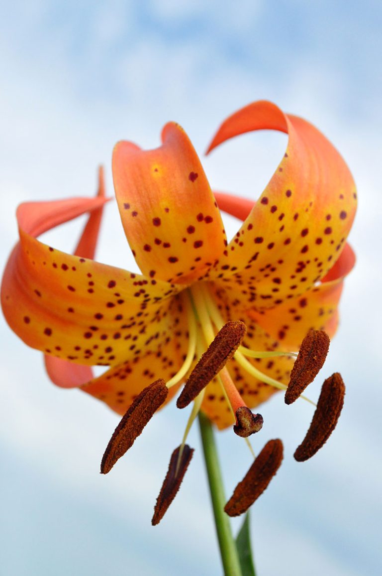 Lilium michiganense closeup