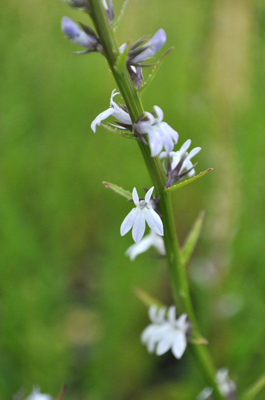 Lobelia Spicata Flower