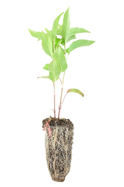 Lysimachia ciliata plug