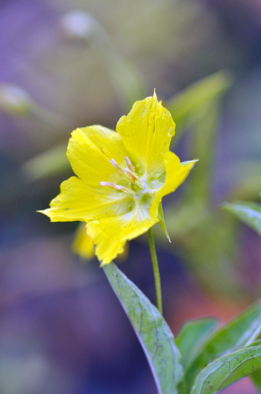 Lysimachia quadriflora flower