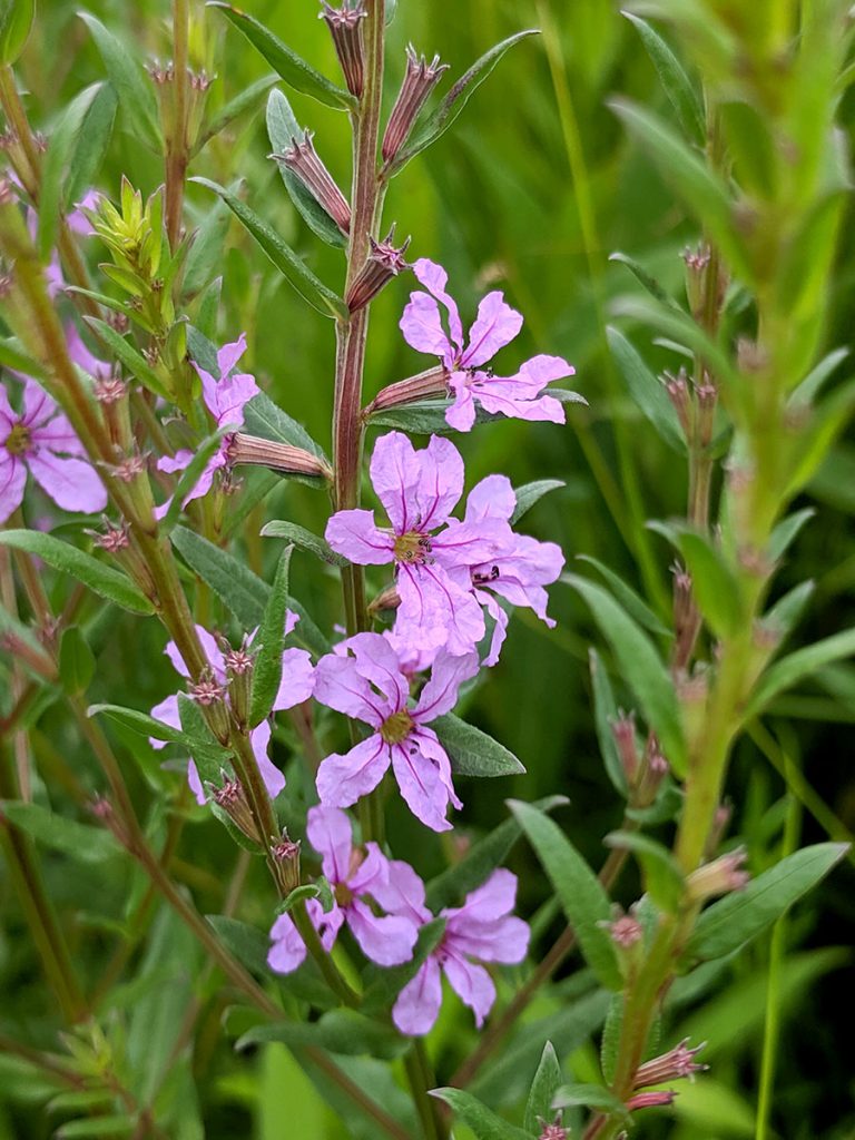 Lythrum alatum closeup