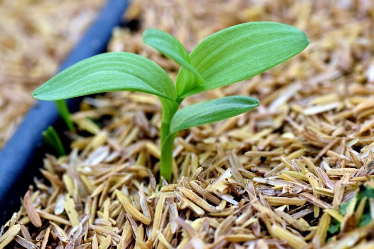Maianthemum stellatum seedling