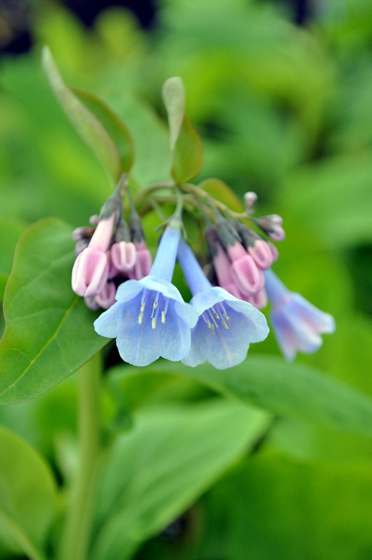 Mertensia virginica bloom
