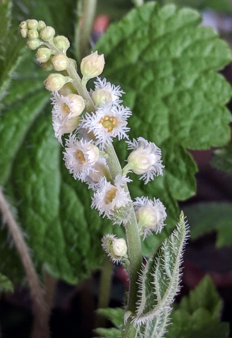 Mitella diphylla flower