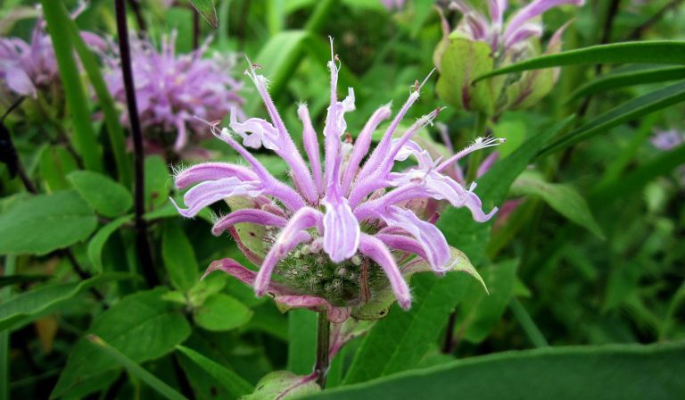 Monarda fistulosa bloom